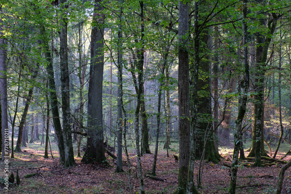 Fototapeta premium Misty sunrise morning in deciduous forest