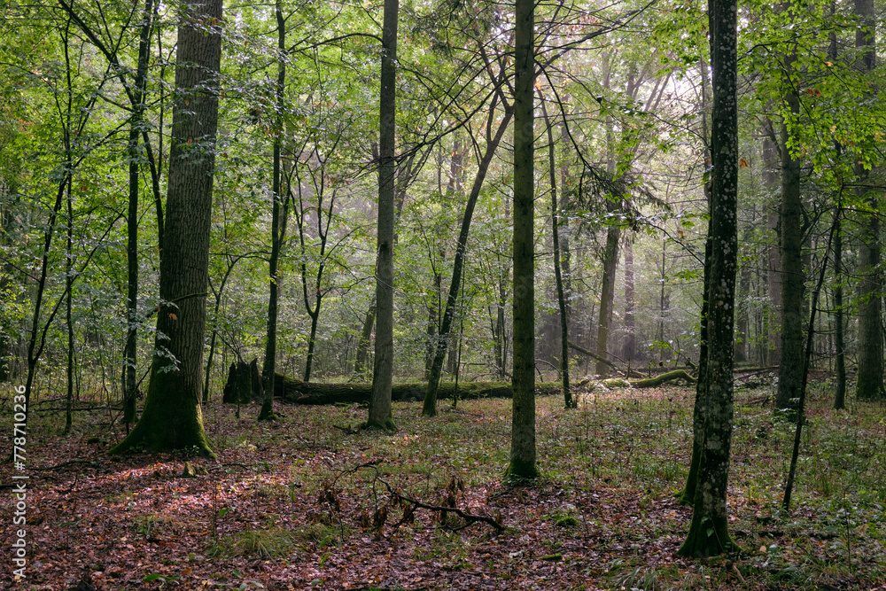 Deciduous stand with hornbeams and oaks Deciduous stand with hornbeams and oaks