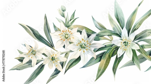 Watercolor edelweiss clipart with small white flowers and green leaves.