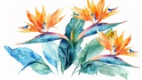 Watercolor bird of paradise clipart featuring exotic orange and blue flowers.