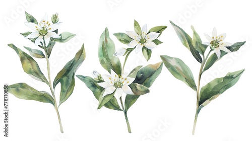 Watercolor edelweiss clipart with small white flowers and green leaves.