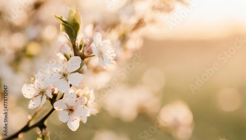 spring blossom background blank background for advertising or text