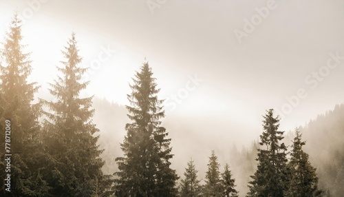 the dramatic wall fir tree forest against the gray sky in the fog for creative background