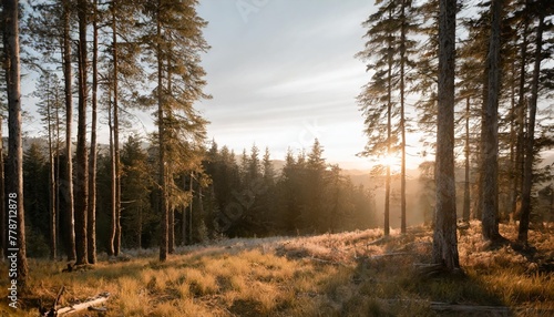 unberuhrter naturnaher fichtenwald im warmen licht der morgensonne photo