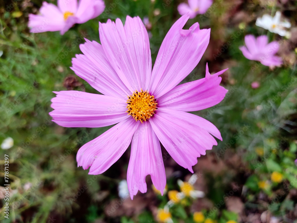 Obraz premium A vibrant close-up of a Cosmos bipinnatus flower with soft pink petals and a bright yellow center. The ruffled petals stand out against a blurred green background, highlighting its natural beauty.