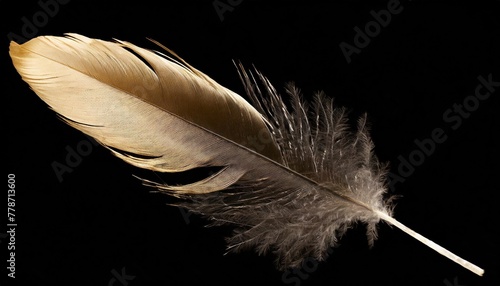black feather of an ostrich on a transparent isolated background png
