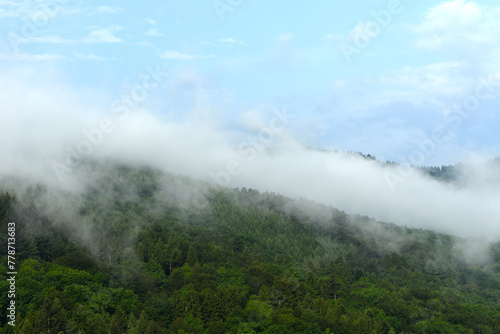 Wald, Nebel, Dunst photo