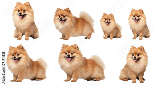 Pomeranian dog puppy, many angles and view portrait side back head shot isolated on transparent background