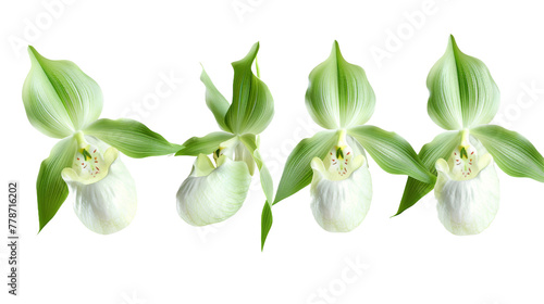 Lady's Slipper Orchid Botanical 3D Digital Art with Transparent Background: Detailed Top View of Exotic Tropical Bloom - Elegant Floral Design for Natural Beauty and Garden Illustration