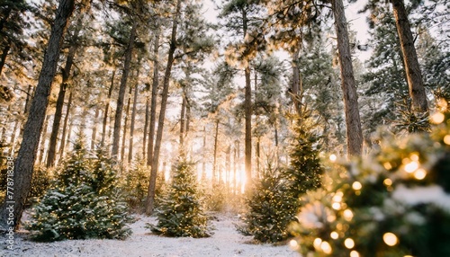 magical forest with christmas trees and glowing lights