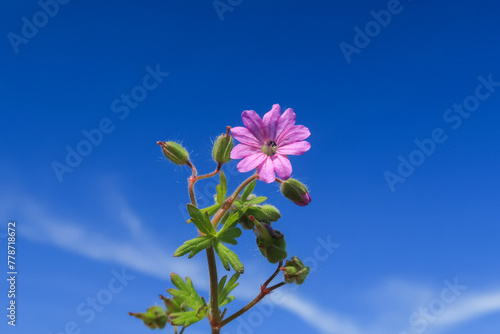 Geranium pyrenaicum Mountain Cranesbill flower photo