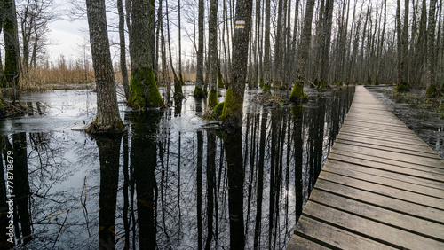 Coastal stand of forest flooded in spring, trail in flooded deciduous forest with wooden footbridge, Slokas lake walking trail, Latvia