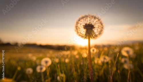 dandelion on a white background condolence grieving card loss funerals support