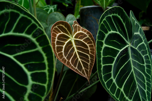 Anthurium clarinervium leaves background tropical garden