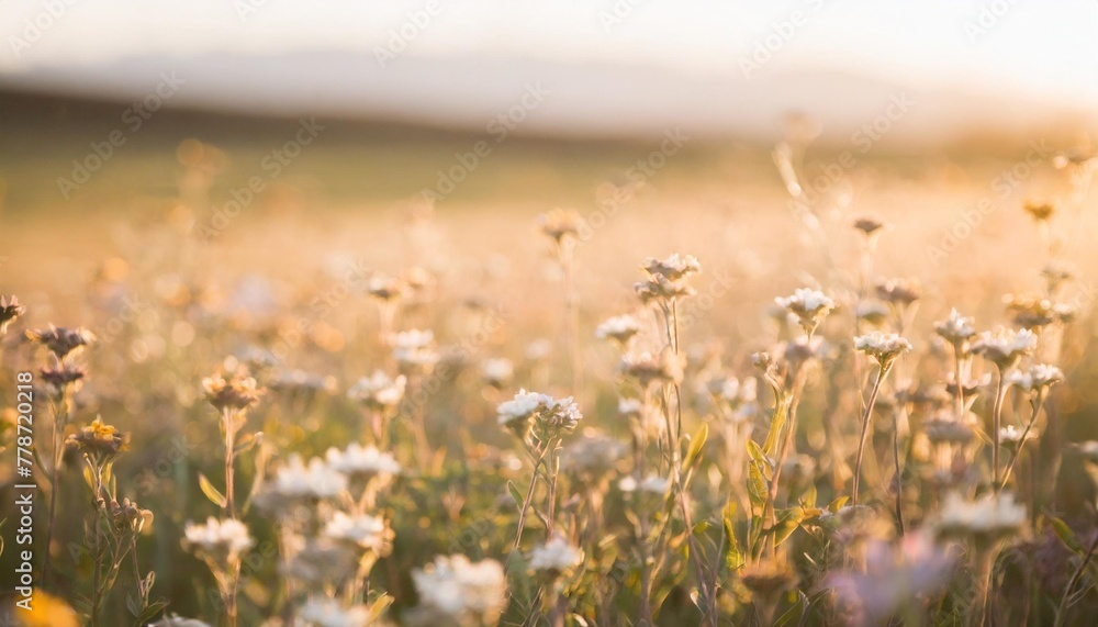 tiny wildflowers carpet a field creating a vibrant and enchanting macro landscape