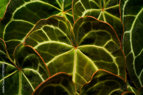 Anthurium crystallinum dark form leaves  photo