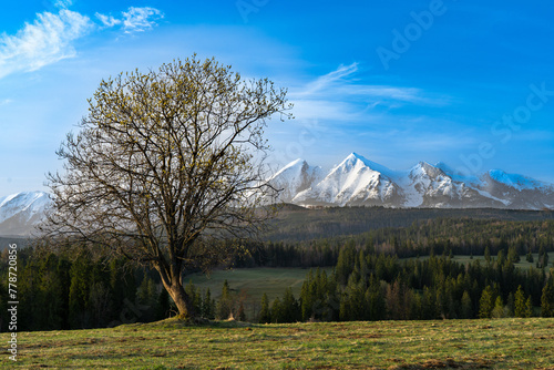 Fototapeta góra krajobraz drzewa