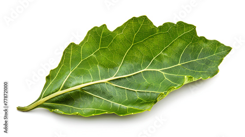 Green fresh rucola or arugula leaf isolated on white background ,One leaf of arugula on a white background isolated