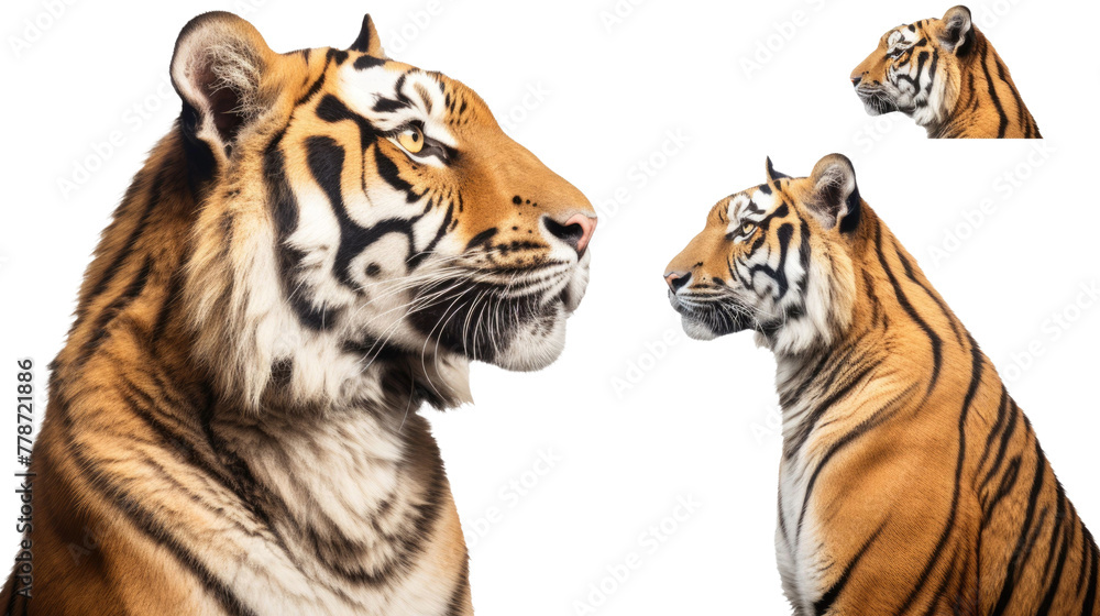 Fototapeta premium Tiger, many angles and view portrait side back head shot isolated on transparent background