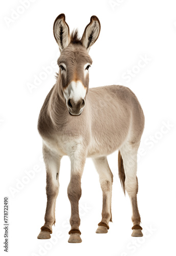 Donkey on isolated white background © FP Creative Stock