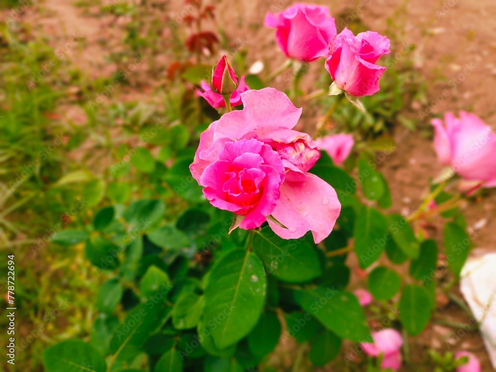 pink rose bush,nature, plant, flower, garden, red, flowers, leaf, spring, summer, food, plants, leaves, tree, vegetable, blossom, flora, bloom, outdoors, agriculture, berries, park,pink flower,