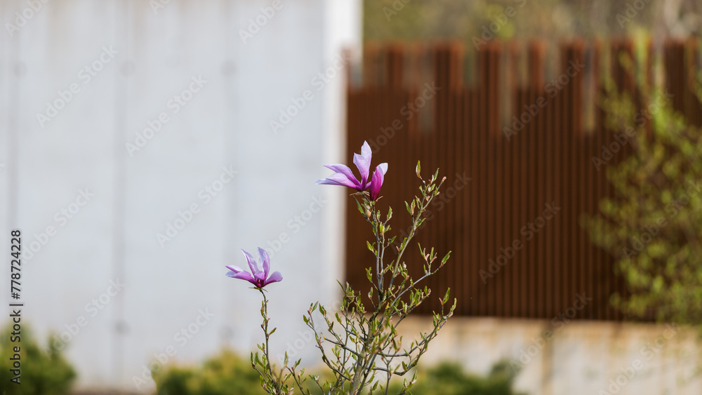 Single, pink inflorescence of magnolia tree. Lots of buds on the branches. Nature coming to life. Blurred, modern concrete and corten fence in the background. Spring in Silesian Park, Chorzow, Poland
