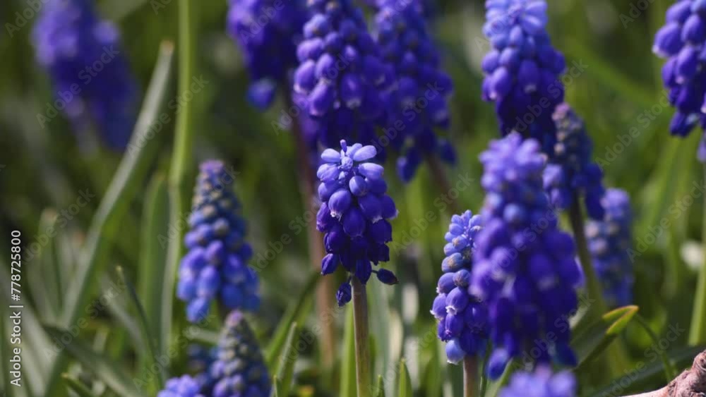 Honey bees collecting honey or pollens from grape hyacinths. Spring blossom background handheld video. Honey bees collecting honey or pollens from grape hyacinths. Spring blossom background handheld video.