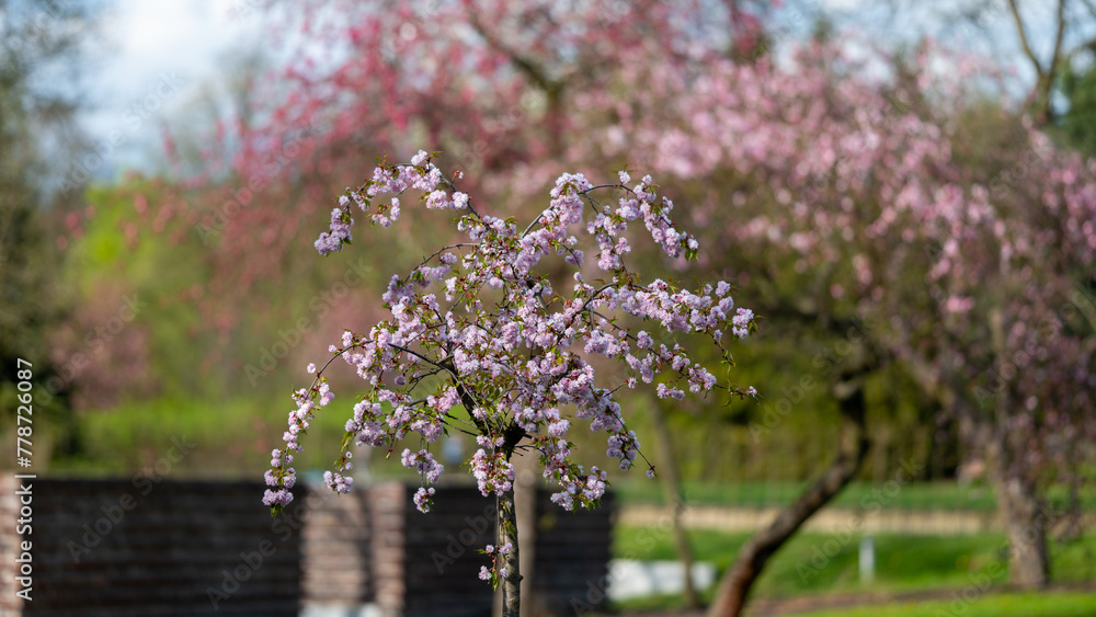 Japanese cherry (Prunus Serrulata) in bloosom. Spectacular, pink, fine flowers in the springtime. Fresh leaves. Nature coming to life. Blurred natural background. Silesian Park, Chorzow, Poland.