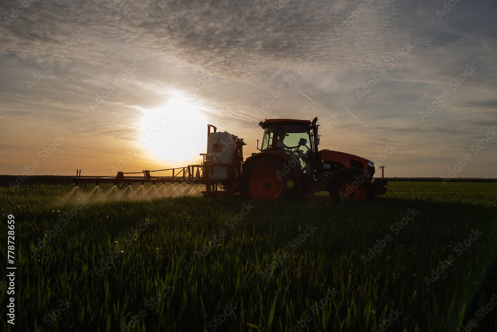 Fototapeta premium Tractor spraying pesticides wheat field.