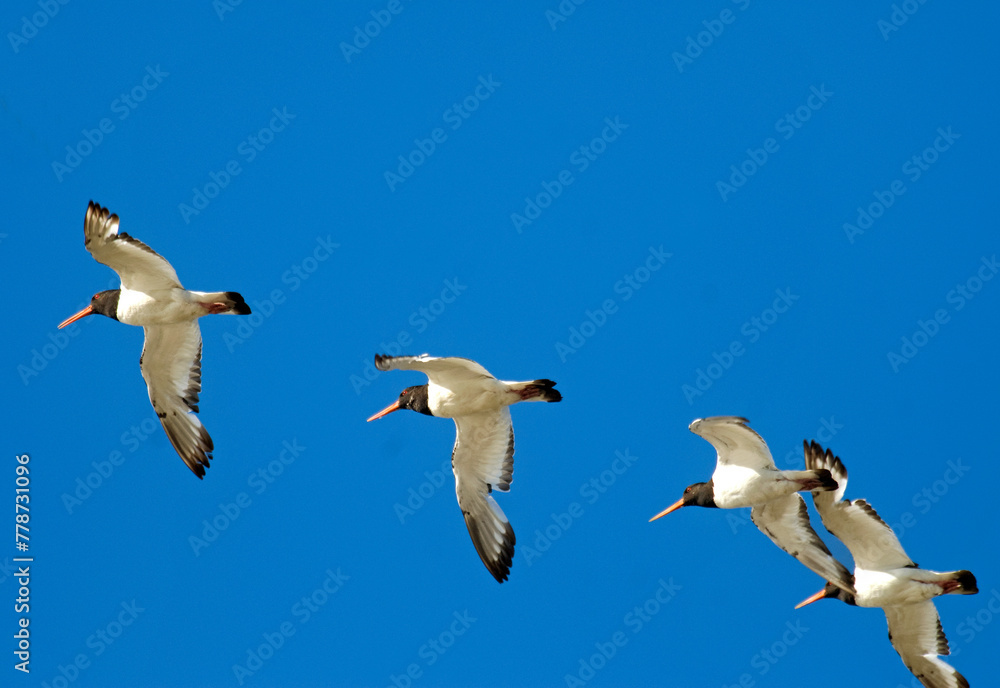 Obraz premium Huîtrier pie, .Haematopus ostralegus , Eurasian Oystercatcher