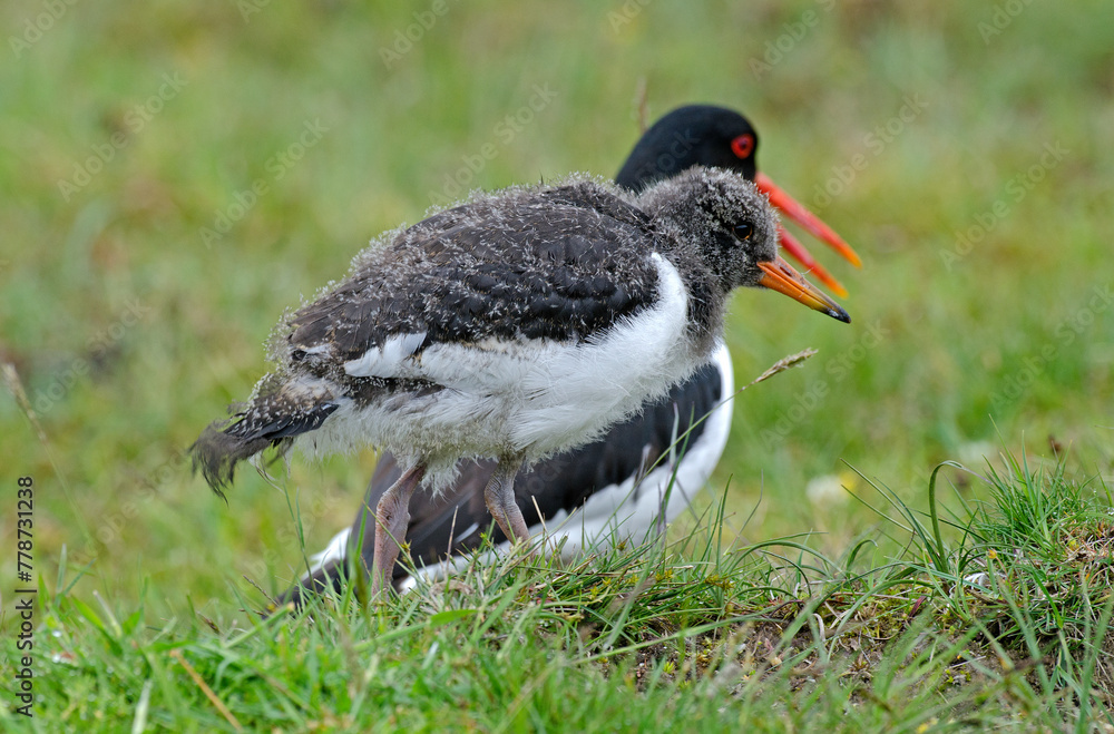 Obraz premium Huîtrier pie, nid, .Haematopus ostralegus , Eurasian Oystercatcher, immature
