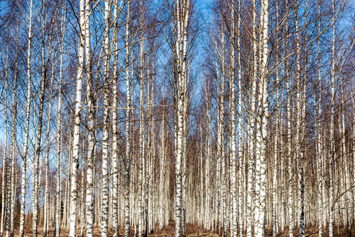 spring landscape with white birch trunks, trees without leaves in spring