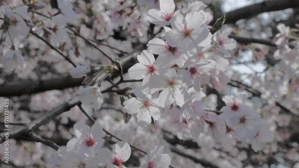 Sakura Cherry Blooms in Full Bloom Sway in the Breeze | Inokashira Park, Mitaka, Tokyo, Japan Sakura Cherry Blooms in Full Bloom Sway in the Breeze | Inokashira Park, Mitaka, Tokyo, Japan