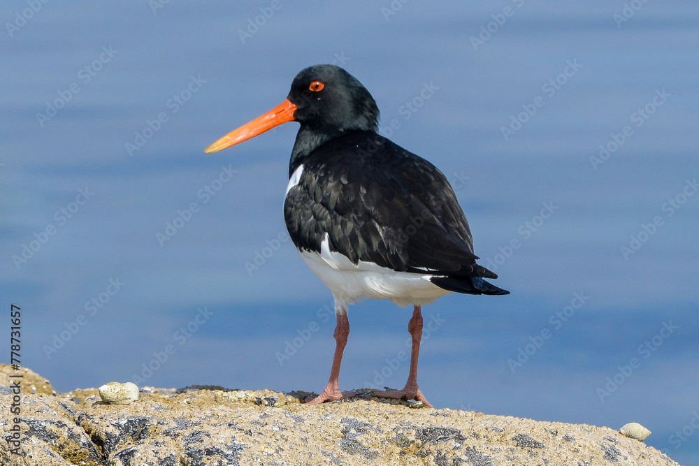 Huîtrier pie, Haematopus ostralegus Huîtrier pie, Haematopus ostralegus