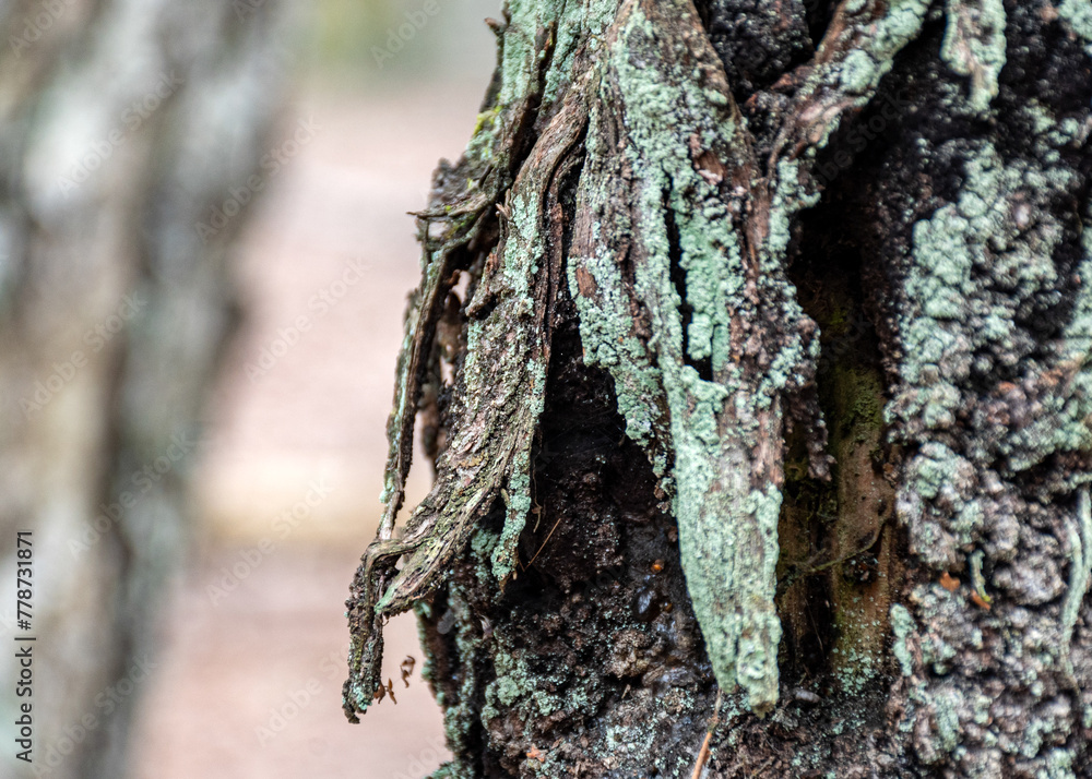 abstract tree growth, old tree trunk, nature prints on wood abstract tree growth, old tree trunk, nature prints on wood