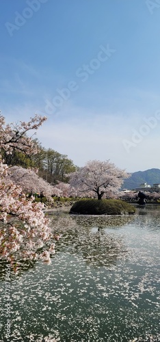 lake and rocks(김천 연화지 벗꽃) photo