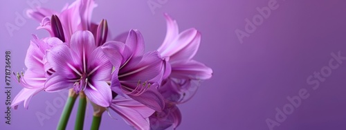 cyclamen flowers in a purple background