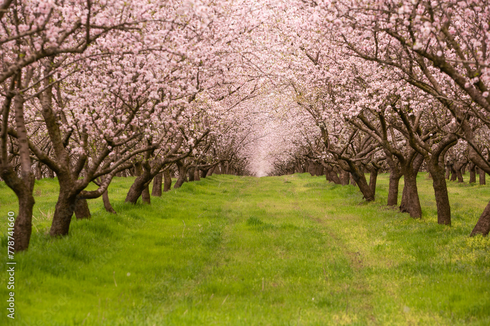 blossoming almond orchard. Beautiful trees with pink flowers blooming in spring in Europe. Almond blossom.