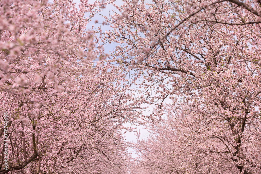 blossoming almond orchard. Beautiful trees with pink flowers blooming in spring in Europe. Almond blossom. blossoming almond orchard. Beautiful trees with pink flowers blooming in spring in Europe. Almond blossom.