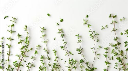Thyme sprigs in white bowl on pure background. Vivid details of leaves and stems for flavor enhancement in ravioli fillings. Design for culinary versatility. 