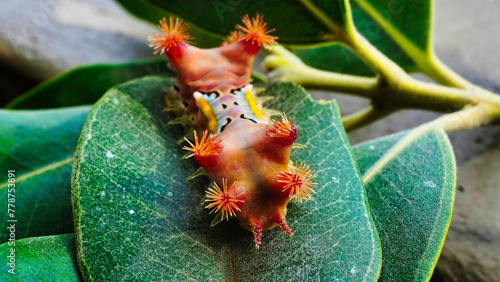 LIMACODIDAE . Slug Moths Caterpillars . Cup Moths Caterpillars. Sydney nsw Australia."Spitfires" "Battleships" "Warships" Caterpillars