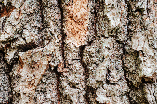 The texture of the bark close-up. wooden background. nature background