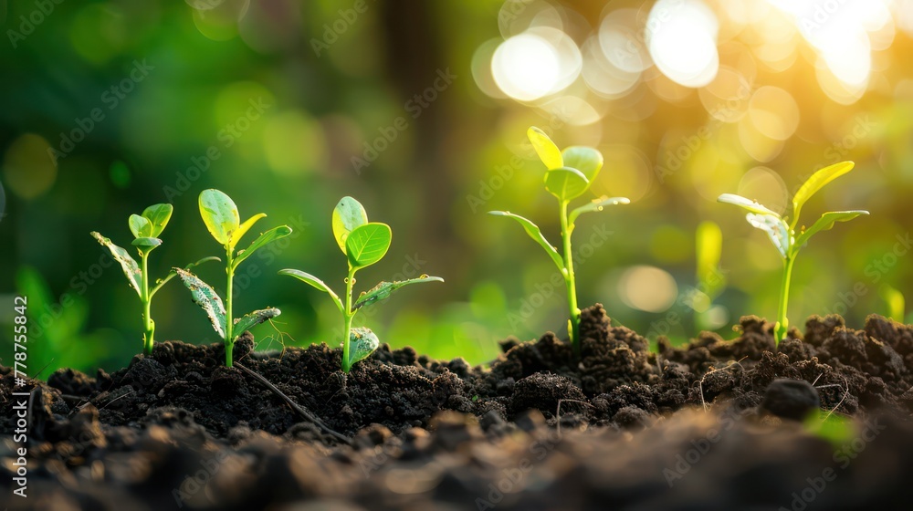 A group of young plants are growing in the dirt