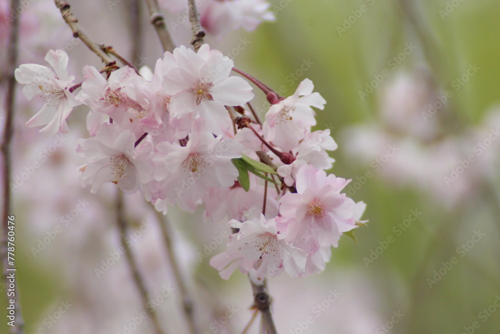 桜の花、Cherry Blossom