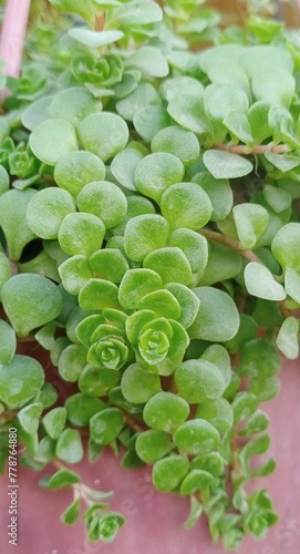 Like miniature emeralds scattered across the earth, Sedum tetractinum carpets the ground with its succulent foliage. Each vibrant leaf, a testament to resilience, invites admiration of nature's. photo