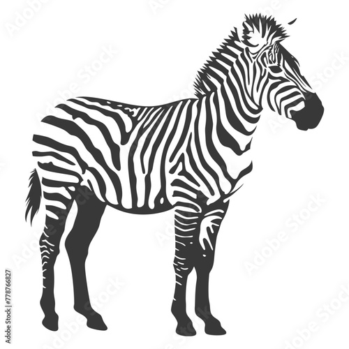 Silhouette zebra animal black color only