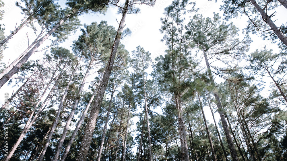 Fototapeta premium low angle shot pine trees forest.