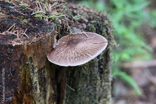 Pluteus umbrosus, known as velvet shield, wild mushroom from Finland photo
