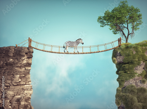 The zebra walks on a bridge between two rocks. Risk taking and destination concept