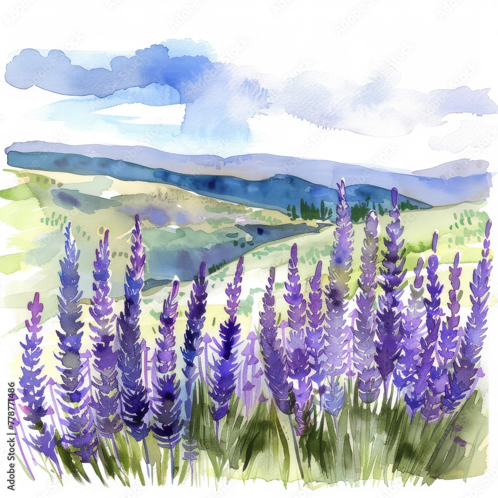Fototapeta premium Watercolor lavender fields under the summer sun, tranquil clipart on white background